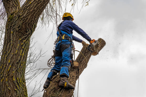 Best Storm Damage Tree Cleanup  in Salmon Brook, CT