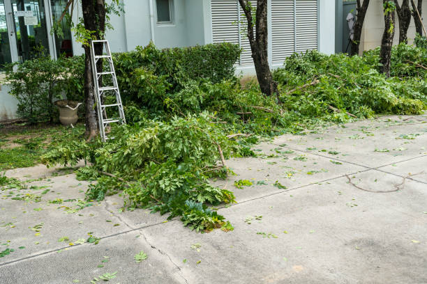 Best Hedge Trimming  in Salmon Brook, CT